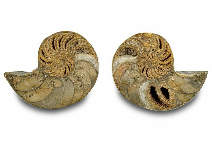 Jurassic Cut & Polished Nautilus (Cymatoceras) Fossil -Madagascar #283120